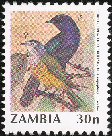Purple-throated Cuckoo-shrike (Campephaga quiscalina)