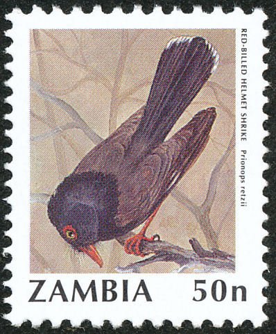 Retz's Helmet-shrike (Prionops retzii)