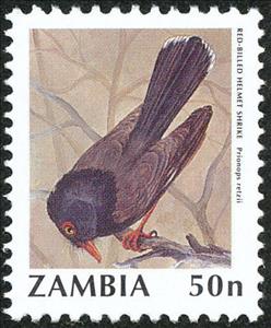 Stamp, Retz's Helmet-shrike (Prionops retzii), Zambia,  