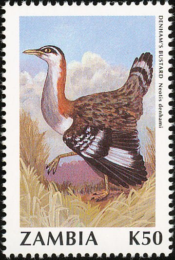 Denham's Bustard (Neotis denhami)