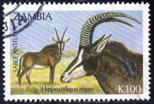 Sable Antelope (Hippostragus niger)