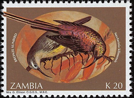 Bronze Sunbird (Nectarinia kilimensis)