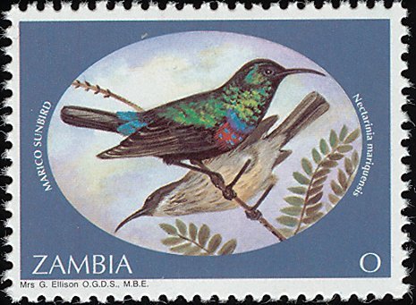 Mariqua Sunbird (Cinnyris mariquensis)