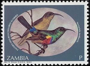 Stamp, Eastern Double-collared Sunbird (Cinnyris mediocris), Zambia,  , Birds