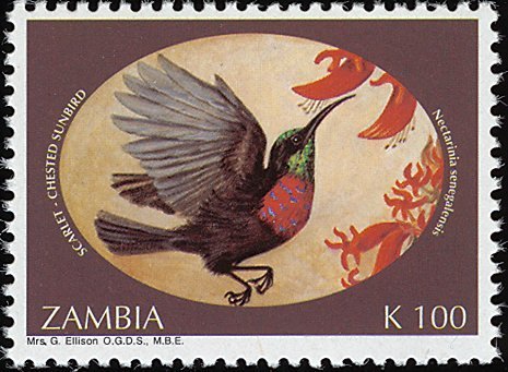 Scarlet-chested Sunbird (Chalcomitra senegalensis)