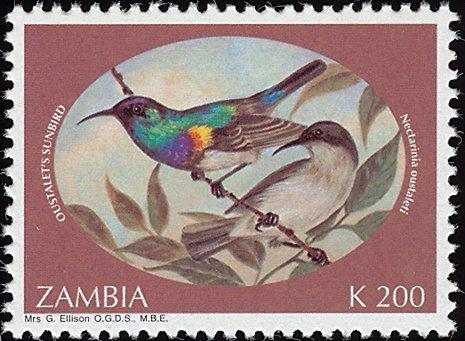 Oustalet's Sunbird (Cinnyris oustaleti)