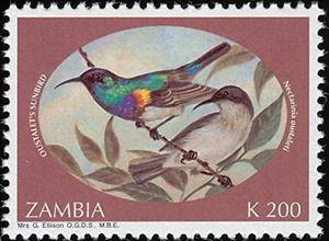 Stamp, Oustalet's Sunbird (Cinnyris oustaleti), Zambia,  , Birds, Animals (Fauna)