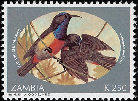 Anchieta's Sunbird (Anthreptes anchietae)