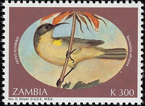Olive Sunbird (Cyanomitra olivacea)