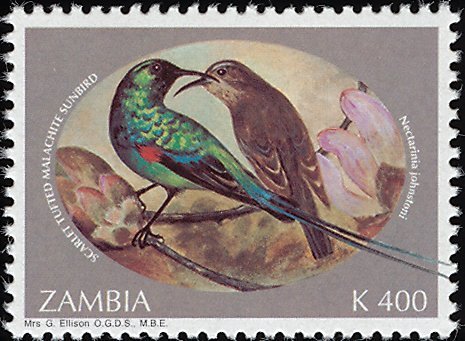 Scarlet-tufted Sunbird (Nectarinia johnstoni)