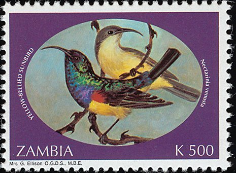 Variable Sunbird (Cinnyris venustus)