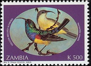 Stamp, Variable Sunbird (Cinnyris venustus), Zambia,  , Birds