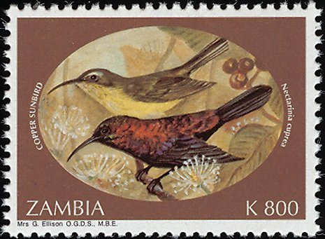 Copper Sunbird (Cinnyris cupreus)