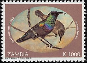 Stamp, Orange-tufted Sunbird (Cinnyris bouvieri), Zambia,  , Birds