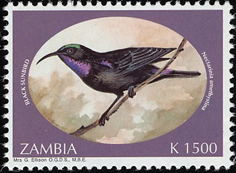 Amethyst Sunbird (Chalcomitra amethystina)