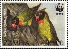 Black-cheeked Lovebird (Agapornis personata nigrigenis)