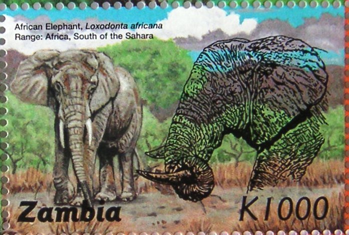 African Elephant (Loxodonta africana)