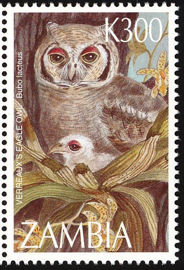 Verreaux's Eagle-Owl (Bubo lacteus)