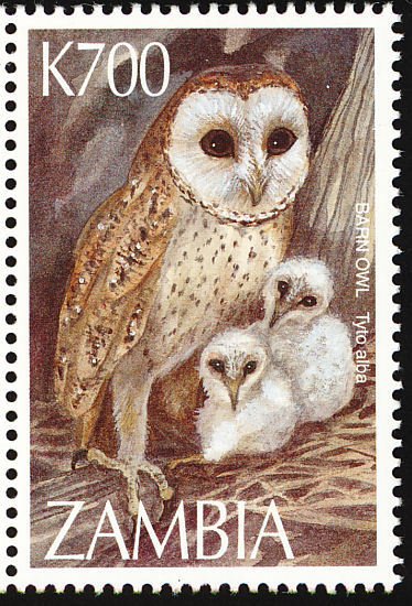 Western Barn Owl (Tyto alba)
