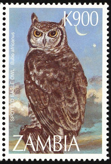 Spotted Eagle-Owl (Bubo africanus)