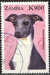 Italian Greyhound (Canis lupus familiaris)