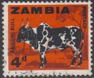 Angoni-Bull (Bos primigenius indicus)