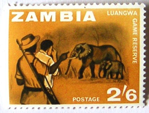 African Elephant (Loxodonta africana)