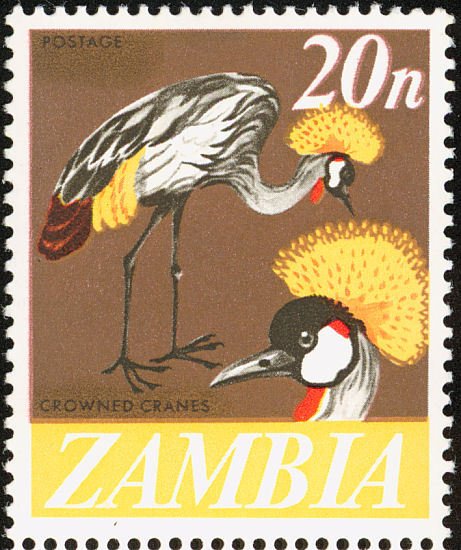 Grey Crowned Crane (Balearica regulorum)