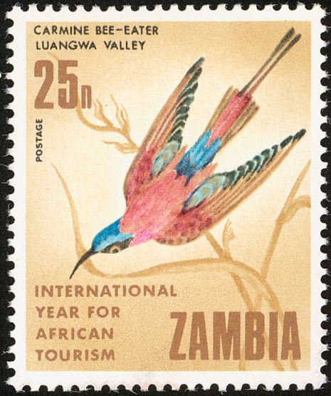 Southern Carmine Bee-eater Merops nubicoides)