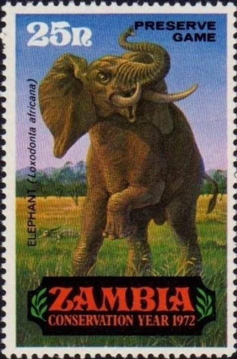 African Elephant (Loxodonta africana)