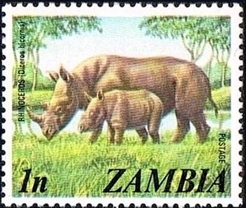 Black Rhinoceros (Diceros bicornis)