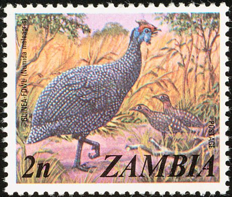 Helmeted Guineafowl (Numida meleagris)