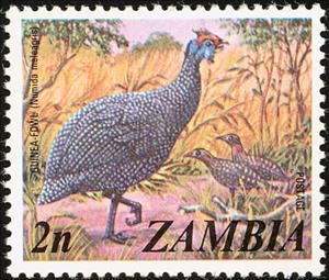 Stamp, Helmeted Guineafowl (Numida meleagris), Zambia,  , Birds, Animals (Fauna)