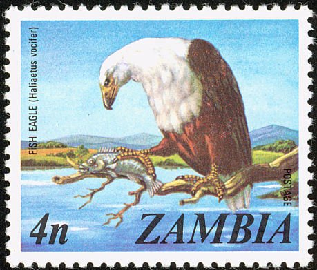 African Fish-Eagle (Haliaeetus vocifer)
