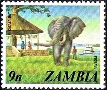 African Elephant (Loxodonta africana)