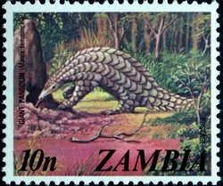 Ground Pangolin (Manis temmincki)