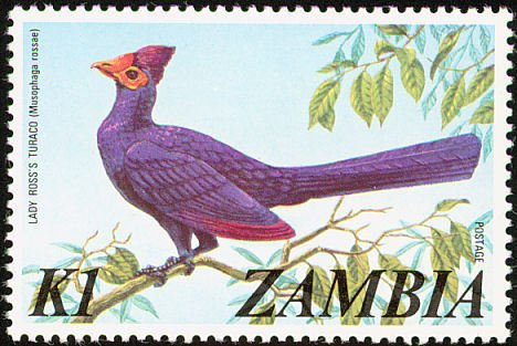 Ross's Turaco (Musophaga rossae)