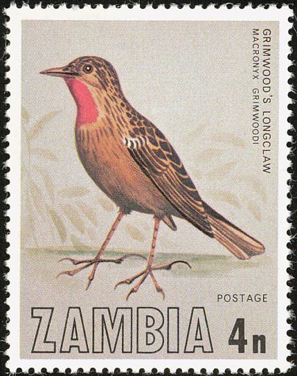 Grimwood's Longclaw (Macronyx grimwoodi)