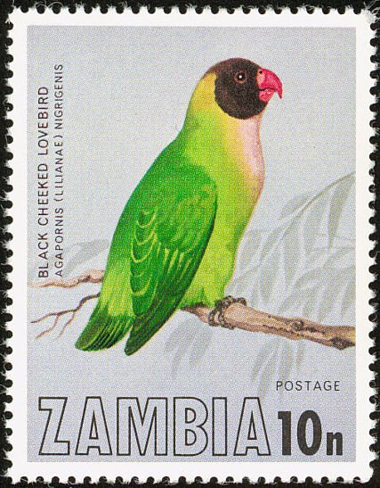 Black-cheeked Lovebird (Agapornis nigrigenis)