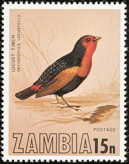 Locust Finch (Paludipasser locustella)