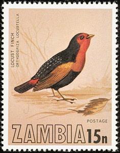 Stamp, Locust Finch (Paludipasser locustella), Zambia,  , Birds, Animals (Fauna)