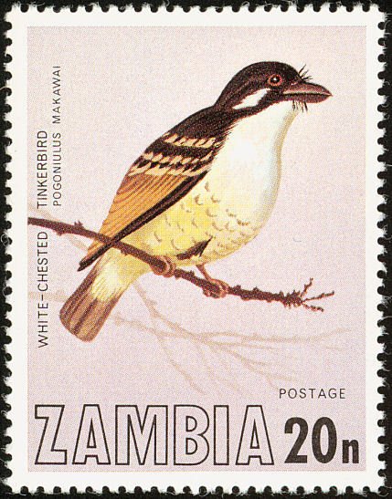 White-chested Tinkerbird (Pogoniulus makawai)