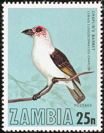 Zambian Barbet (Lybius chaplini)