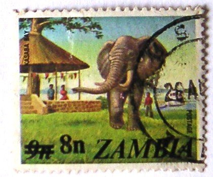 African Elephant (Loxodonta africana)