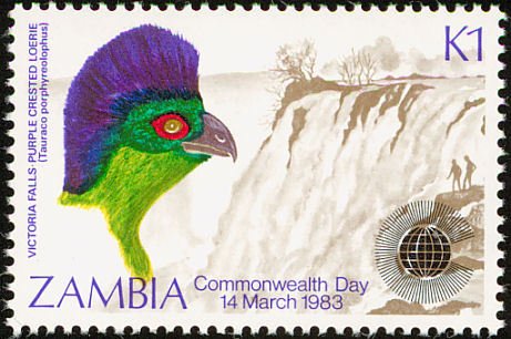 Purple-crested Turaco (Tauraco porphyreolophus)