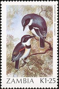 Stamp, Boulton's Batis (Batis margaritae), Zambia,  