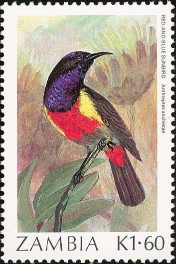 Anchieta's Sunbird (Anthreptes anchietae)