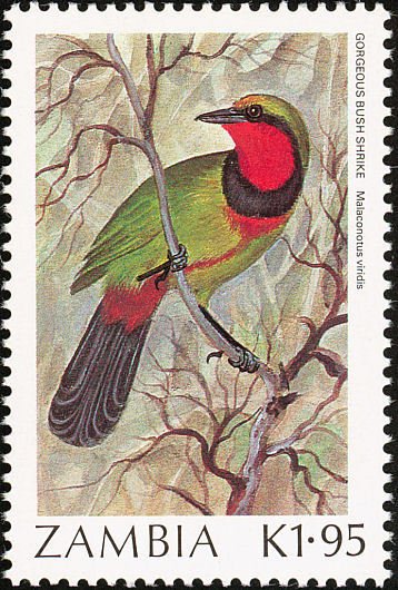 Gorgeous Bush-shrike (Telophorus viridis)