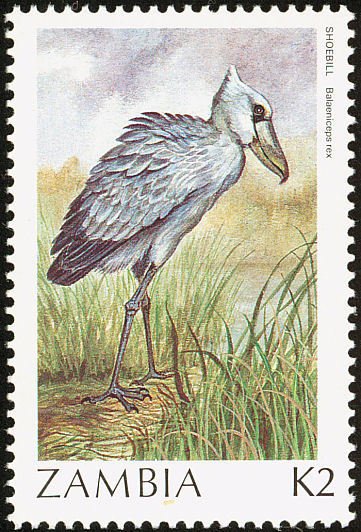 African Shoebill (Balaeniceps rex)