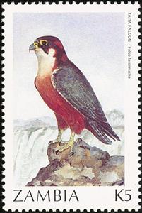 Stamp, Taita Falcon (Falco fasciinucha), Zambia,  , Birds, Birds of Prey, Animals (Fauna), Falcons